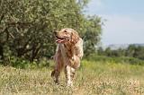 SETTER ANGLAIS 212